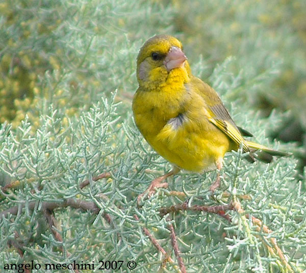 Verdone. Carduelis chloris